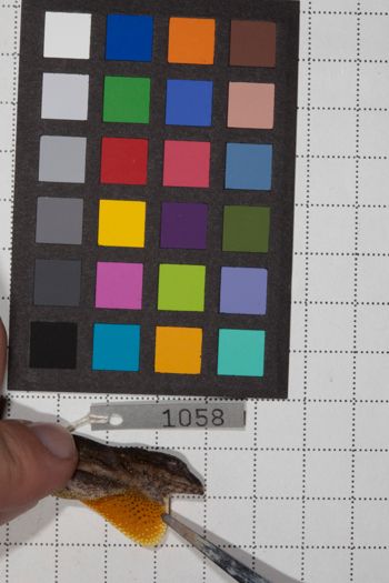 Media type: image;   Herpetology R-190592
